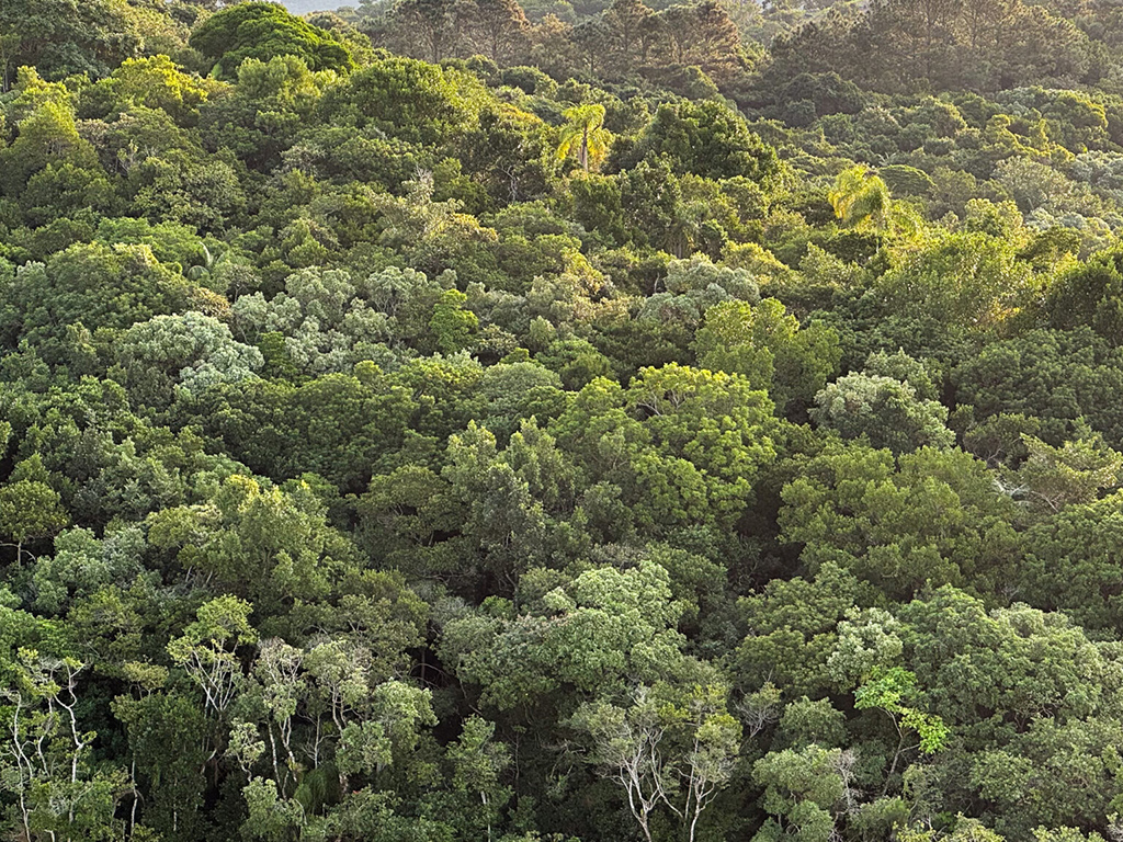 Brava Beach protege 5,6 hectares de mata nativa na Praia Brava há 17 anos