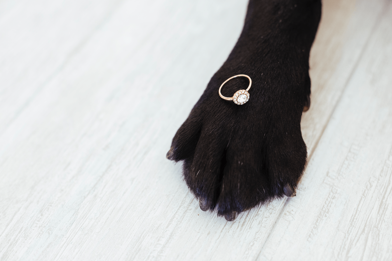 Pelo do seu cachorro ou gato pode virar diamante; saiba como